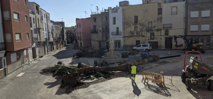 Canet Lo Roig cambia las viejas palmeras de la plaza Nueva por olivos autóctonos