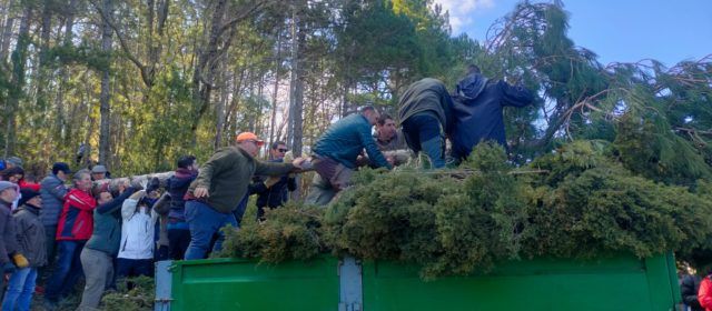 Vallibona ja té la malea i el pi per a Sant Antoni