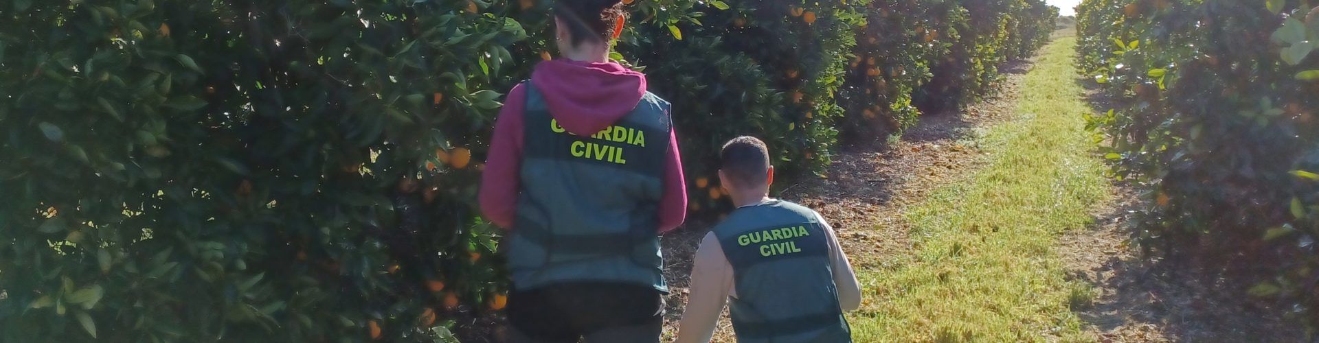 Dos personas detenidas por la Guardia Civil por la sustracción de 22 toneladas de cítricos en Sant Jordi y Vinaròs