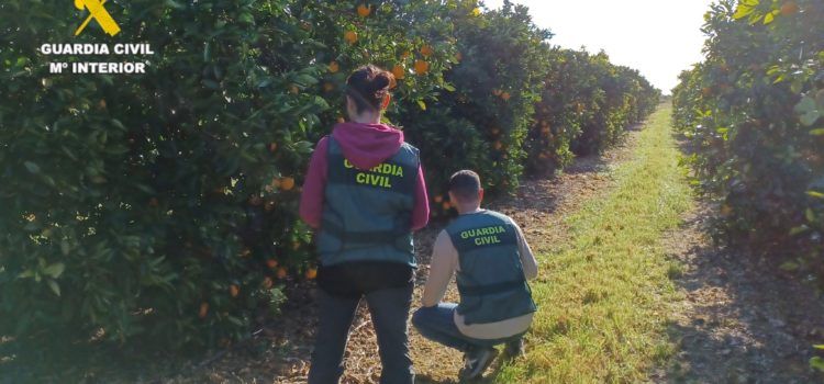 Dos personas detenidas por la Guardia Civil por la sustracción de 22 toneladas de cítricos en Sant Jordi y Vinaròs
