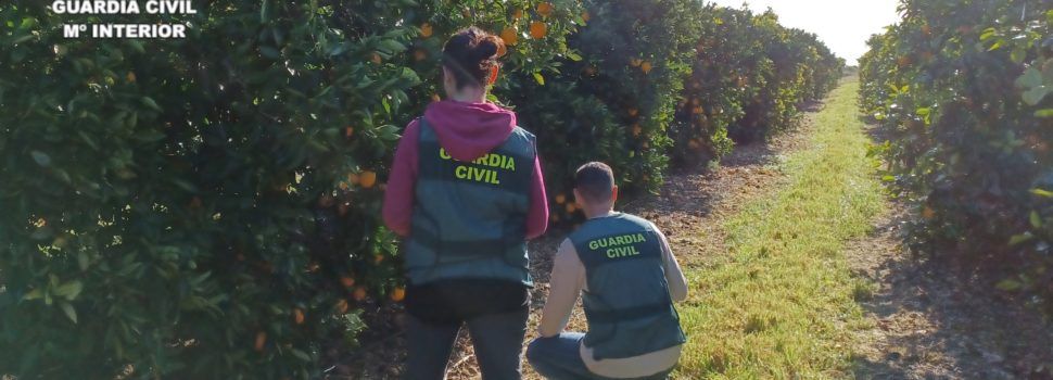 Dos personas detenidas por la Guardia Civil por la sustracción de 22 toneladas de cítricos en Sant Jordi y Vinaròs