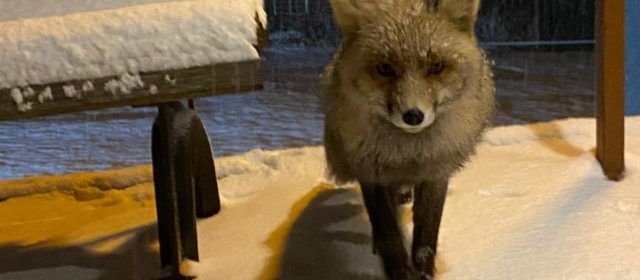 La rabosa de Coratxà rep la neu