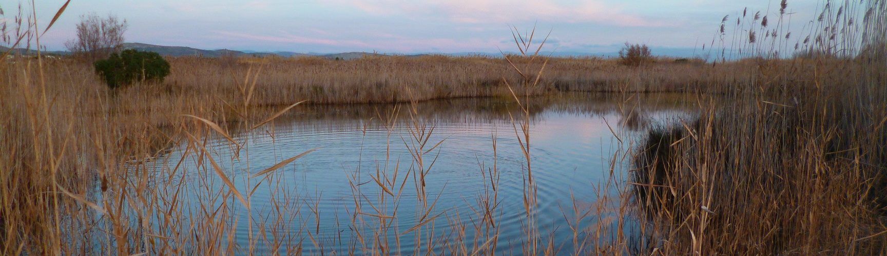 APNAL-Ecologistas en Acción de Vinaròs celebra el Día Mundial de los Humedales con actividades de educación ambiental y retirada de residuos