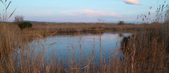 APNAL-Ecologistas en Acción de Vinaròs celebra el Día Mundial de los Humedales con  actividades de educación ambiental y retirada de residuos