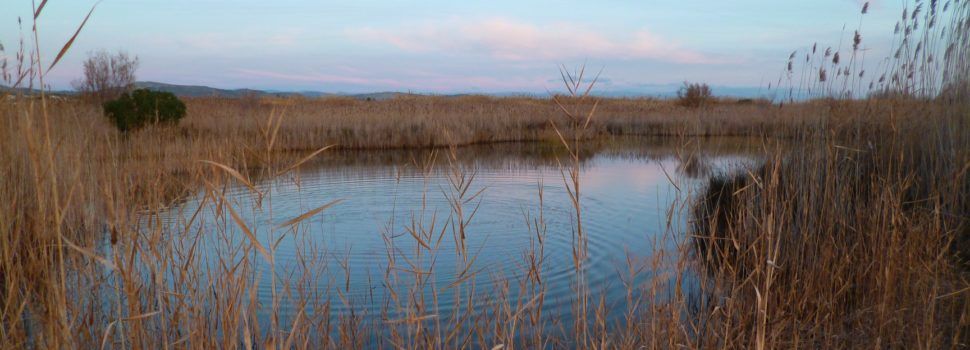 APNAL-Ecologistas en Acción de Vinaròs celebra el Día Mundial de los Humedales con  actividades de educación ambiental y retirada de residuos
