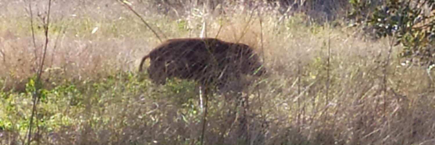 Els porcs senglars “campen” per Vinaròs