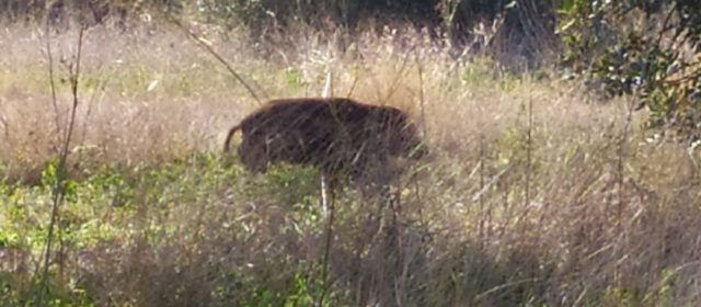 Els porcs senglars “campen” per Vinaròs