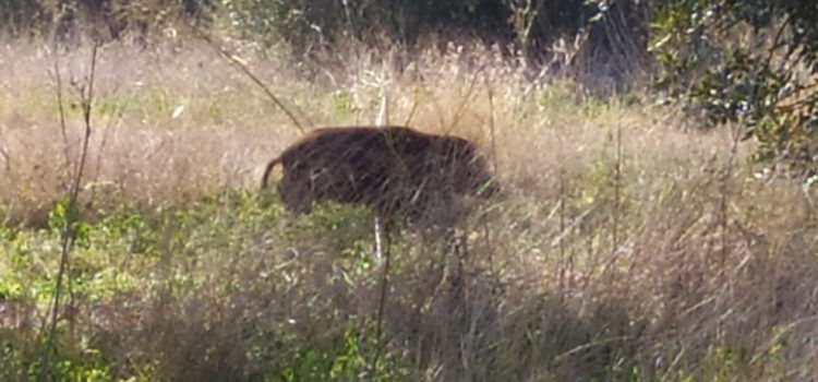 Els porcs senglars “campen” per Vinaròs