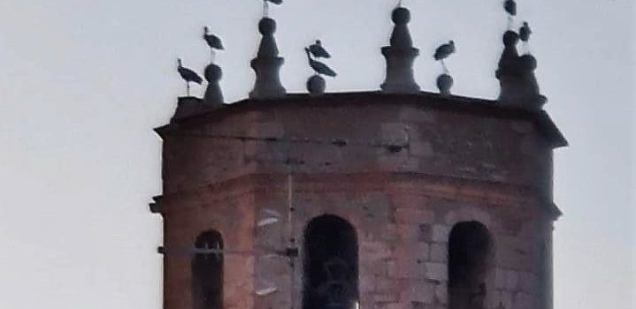 Cigonyes al campanar d’Alcanar