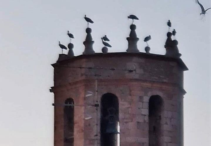 Cigonyes al campanar d’Alcanar