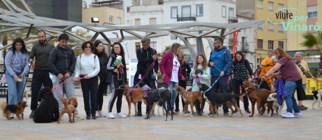 Viure per Vinaròs reclama la posada en marxa de la Taula de Benestar Animal