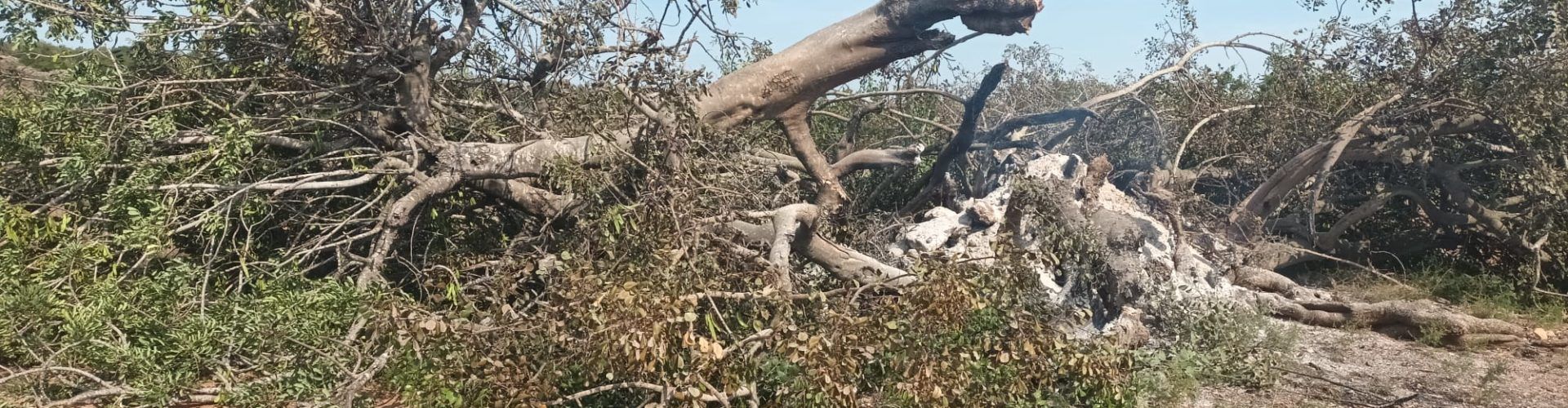 Un llamp destrossa a Càlig el millor Garrofer Monumental d’Espanya 2021, de més de 1.500 anys d’antiguitat