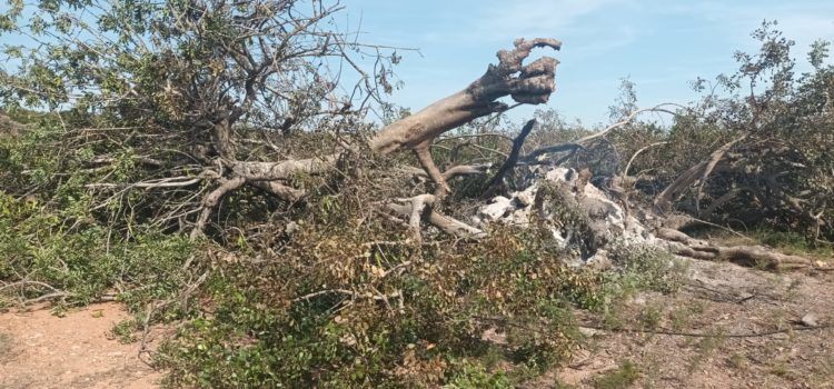 Un llamp destrossa a Càlig el millor Garrofer Monumental d’Espanya 2021, de més de 1.500 anys d’antiguitat
