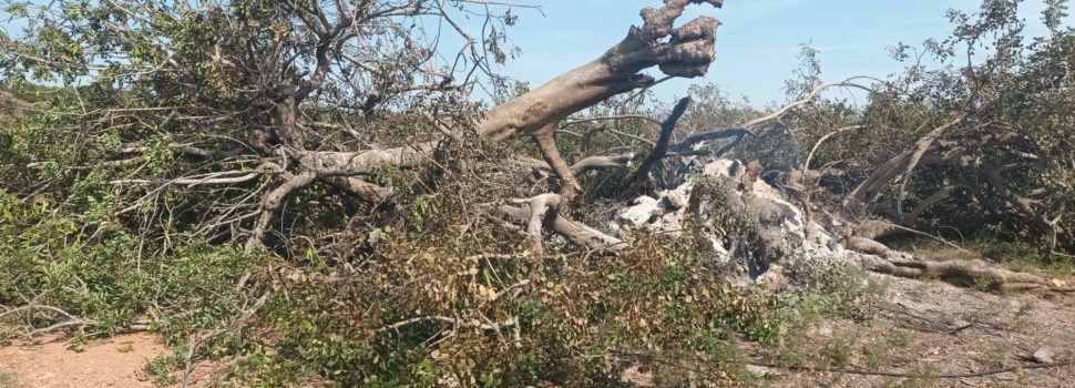 Un llamp destrossa a Càlig el millor Garrofer Monumental d’Espanya 2021, de més de 1.500 anys d’antiguitat