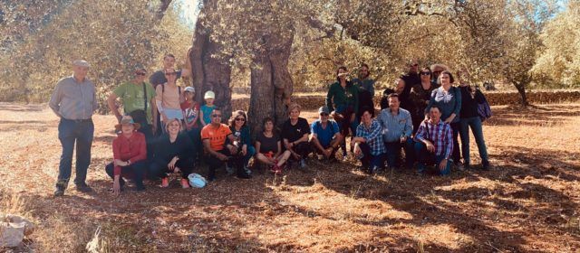 Èxit de la iniciativa creada al voltant de la flor de l’olivera al territori Sénia