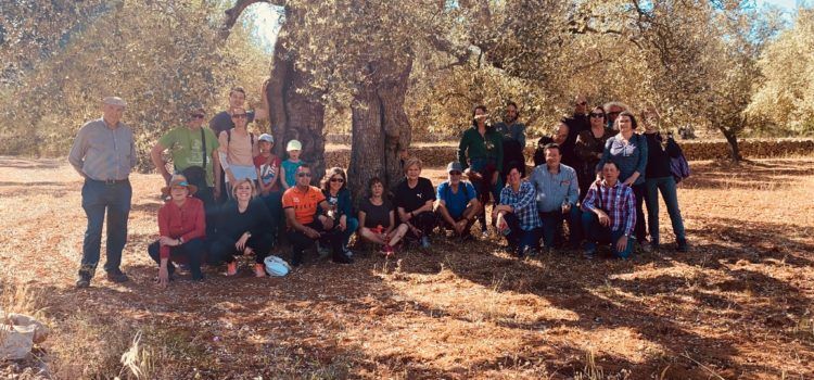 Èxit de la iniciativa creada al voltant de la flor de l’olivera al territori Sénia