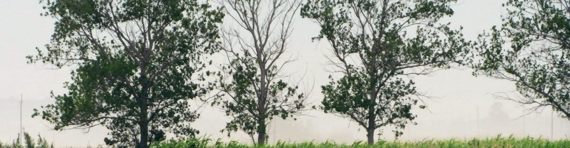 Fotos: Temps de sembra de la incertesa al Delta de l’Ebre