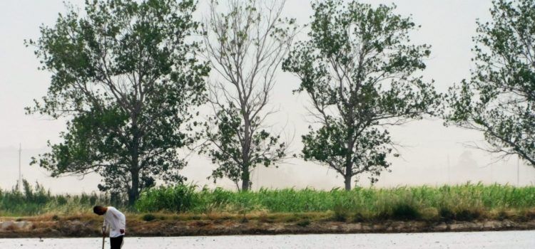 Fotos: Temps de sembra de la incertesa al Delta de l’Ebre