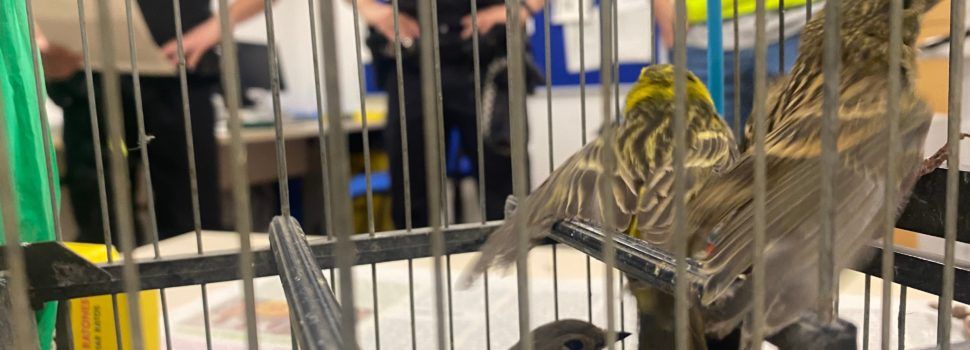 Guardia Civil y  Policía Local de Tortosa identifica e investiga a dos individuos por capturar aves protegidas mediante el uso de pegamento