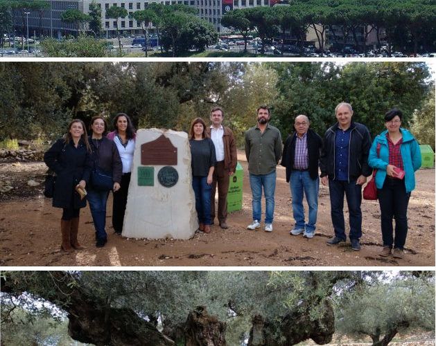 La Taula del Sénia recollirà a Roma el 22 de maig el reconeixement del SIPAM “Oliveres mil·lenàries Territori Sénia”
