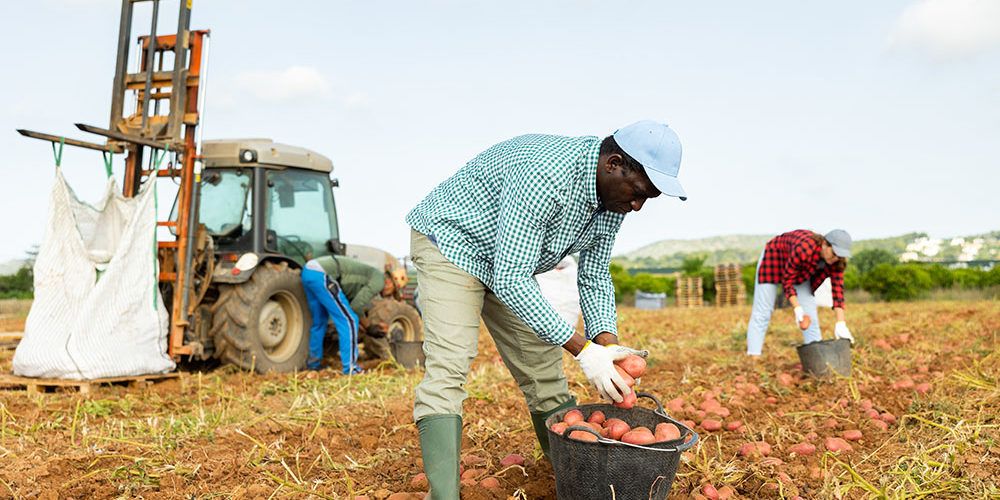 La campaña primavera-verano supondrá un 40% de la producción anual de hortalizas de Benihort