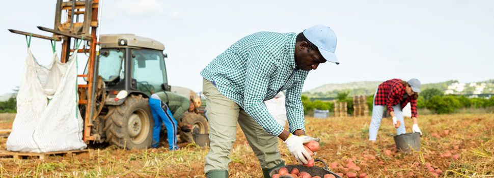 La campaña primavera-verano supondrá un 40% de la producción anual de hortalizas de Benihort
