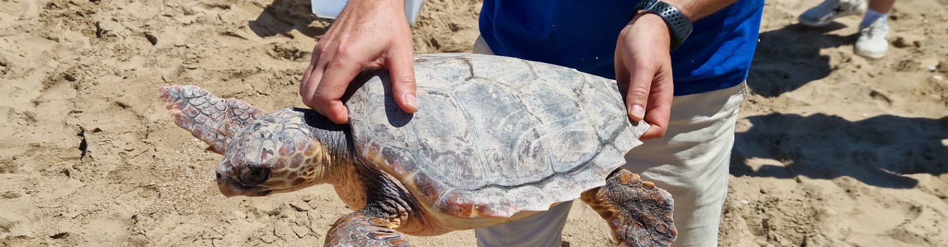 La tortuga “Talasseta Mbapée” torna a la mar