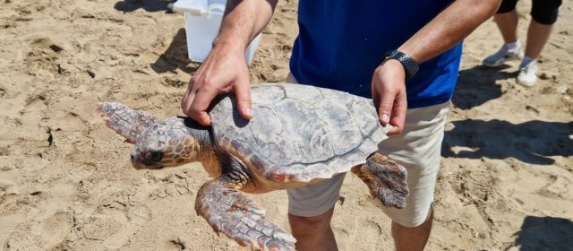 La tortuga “Talasseta Mbapée” torna a la mar