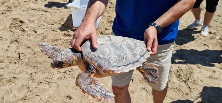 La tortuga “Talasseta Mbapée” torna a la mar