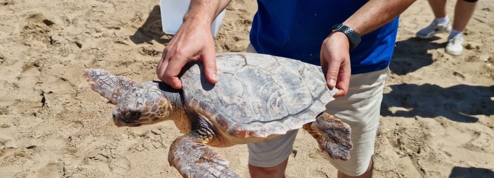 La tortuga “Talasseta Mbapée” torna a la mar