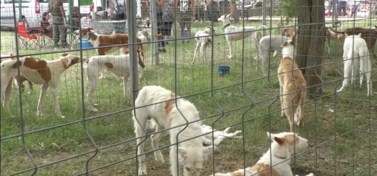 Más de 3.000 visitantes confirman el éxito de participación en la VI Feria de la Caza de Sant Jordi