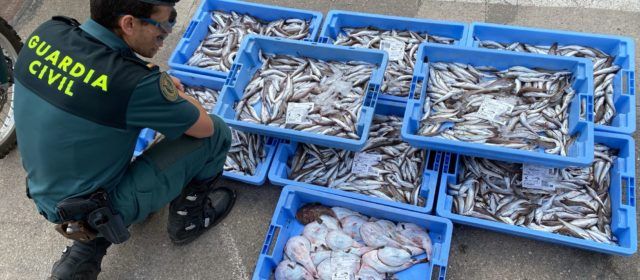 La Guardia Civil interviene más de 100 kilos de pescado en Les Cases d’Alcanar que no cumplía el tallaje mínimo