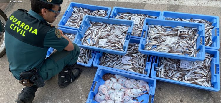 La Guardia Civil interviene más de 100 kilos de pescado en Les Cases d’Alcanar que no cumplía el tallaje mínimo