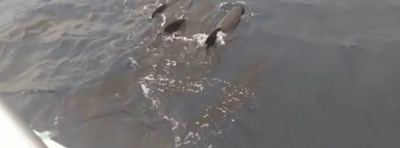 Vídeo: Calderons acompanyant barques de Vinaròs