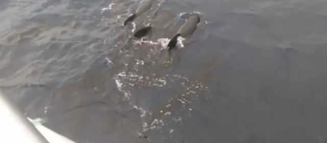 Vídeo: Calderons acompanyant barques de Vinaròs