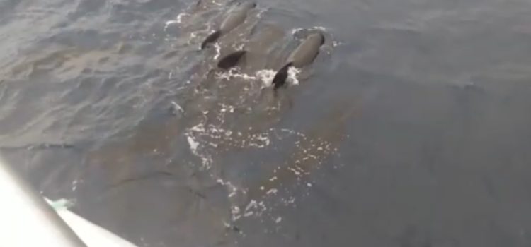 Vídeo: Calderons acompanyant barques de Vinaròs