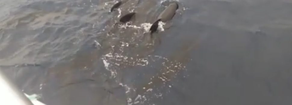 Vídeo: Calderons acompanyant barques de Vinaròs
