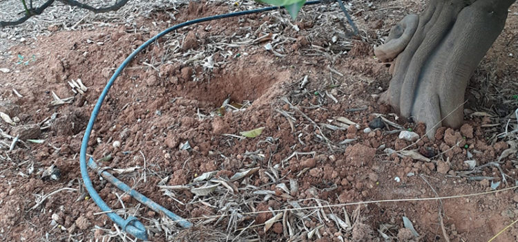 AVA-ASAJA advierte de la pérdida de flora autóctona en los campos para evitar los ataques de jabalíes