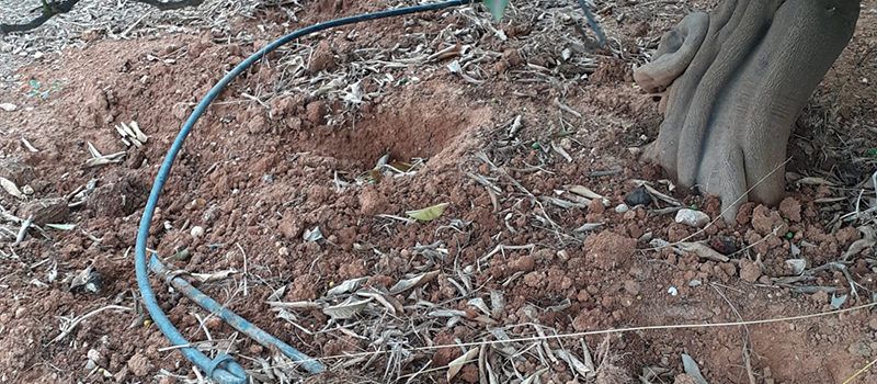 AVA-ASAJA advierte de la pérdida de flora autóctona en los campos para evitar los ataques de jabalíes 