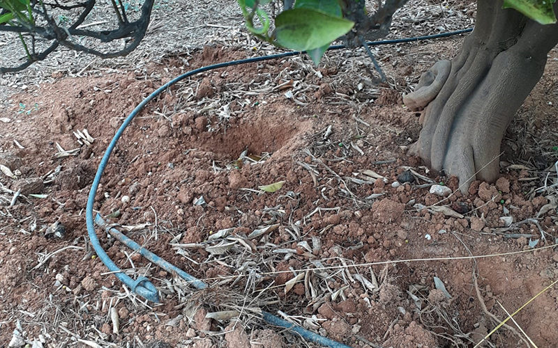 AVA-ASAJA advierte de la pérdida de flora autóctona en los campos para evitar los ataques de jabalíes