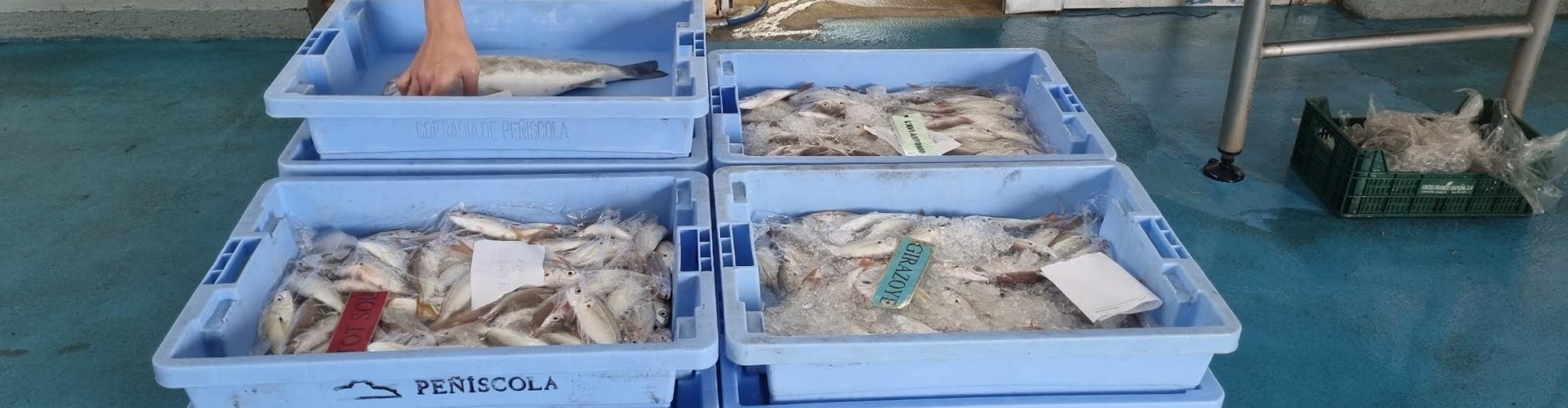 El proyecto Digipesca colabora con la cofradía de pescadores de Vinaròs