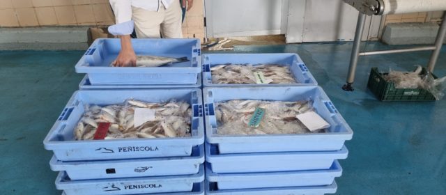 El proyecto Digipesca colabora con la cofradía de pescadores de Vinaròs