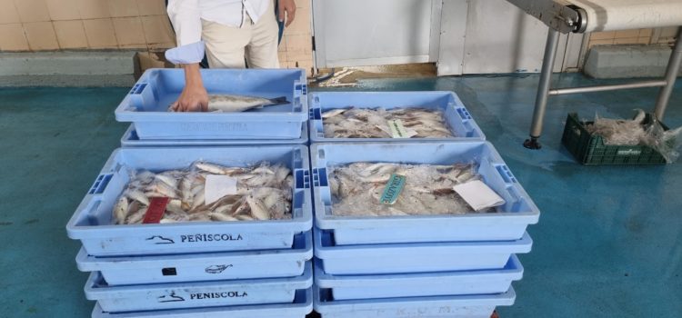 El proyecto Digipesca colabora con la cofradía de pescadores de Vinaròs