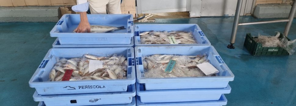 El proyecto Digipesca colabora con la cofradía de pescadores de Vinaròs