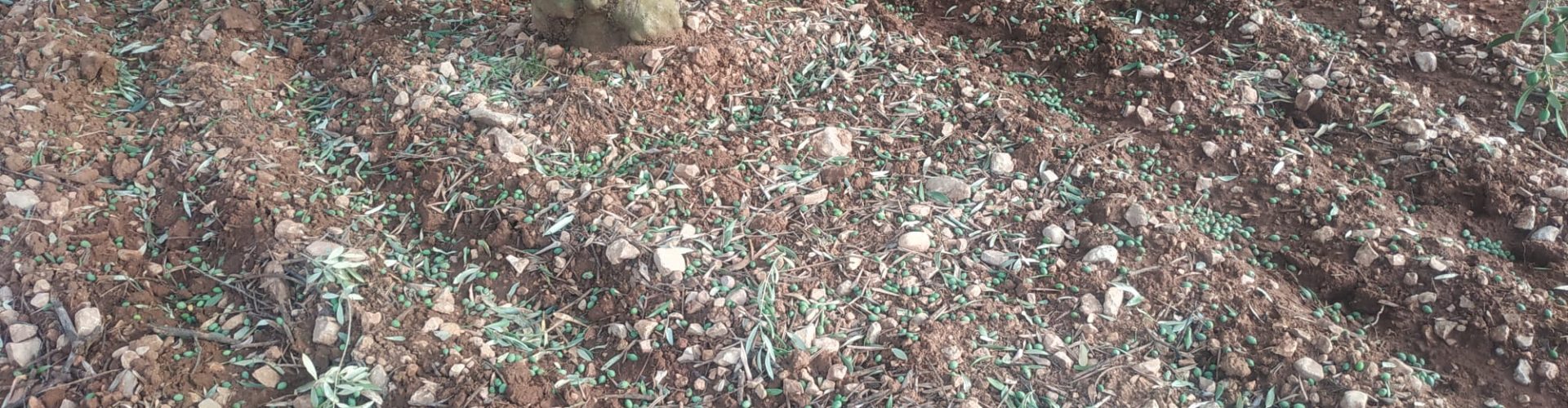 Pèrdues de més d’1,5 milions d’euros al Baix Maestrat per la pedregada, segons La Unió