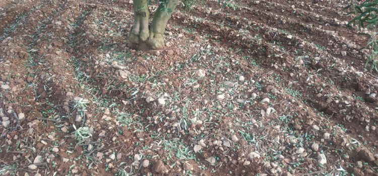 Pèrdues de més d’1,5 milions d’euros al Baix Maestrat per la pedregada, segons La Unió