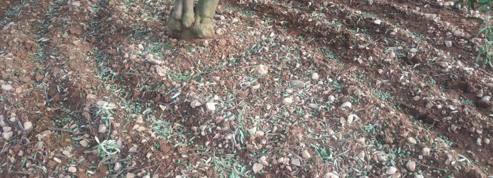Pèrdues de més d’1,5 milions d’euros al Baix Maestrat per la pedregada, segons La Unió