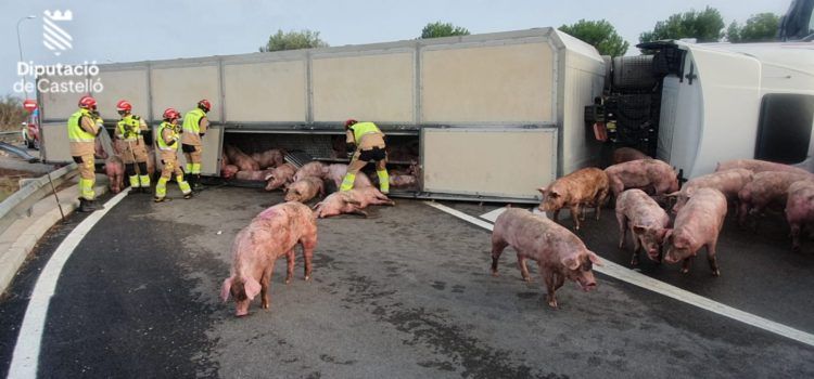 Camión de transporte de cerdos volcado en la CV-11 de Vinaròs