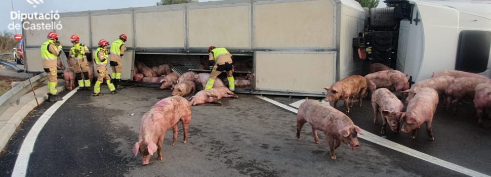 Camión de transporte de cerdos volcado en la CV-11 de Vinaròs