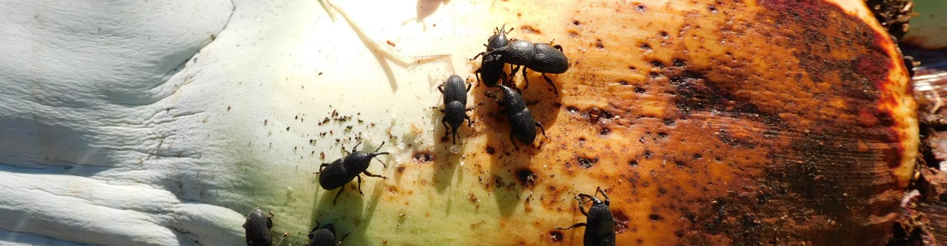 Alertan de la muerte de piteras a causa del picudo negro